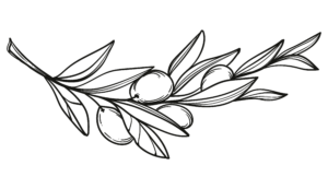 Dessin au crayon d'une branche d'olivier - La Savonnerie de Nyons