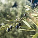 Nyons, capitale de l'olive : voyage au cœur de la Drôme Provençale | La Savonnerie de Nyons Oliviers verdoyants à Nyons avec des olives Tanche, symbole du patrimoine oléicole de la région