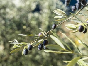 Oliviers verdoyants à Nyons avec des olives Tanche, symbole du patrimoine oléicole de la région