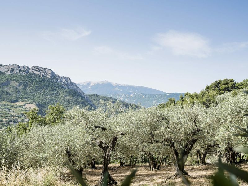 Oliveraies de Nyons - Drome Provençale, France