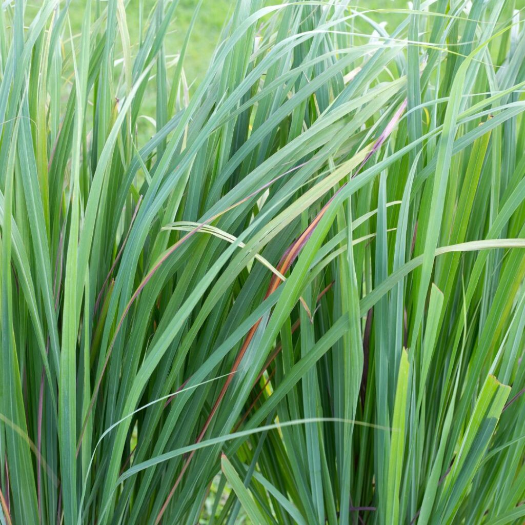 brins de citronnelle dans un jardin