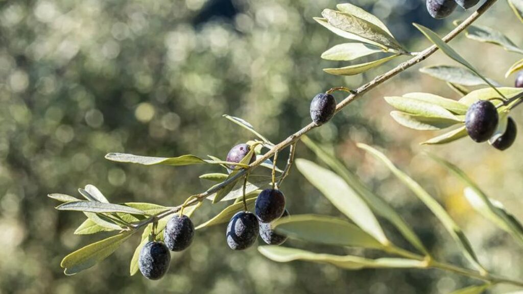 Huile d’olive de Nyons AOP : la Tanche, l’appellation et ce qu’elle apporte à un savon | La Savonnerie de Nyons Oliviers verdoyants à Nyons avec des olives Tanche, symbole du patrimoine oléicole de la région