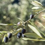 Oliviers verdoyants à Nyons avec des olives Tanche, symbole du patrimoine oléicole de la région