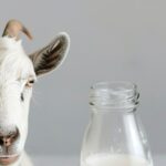 lait de chevre avec une chevre sur fond gris pour mettre en avant les vertus pour la peau
