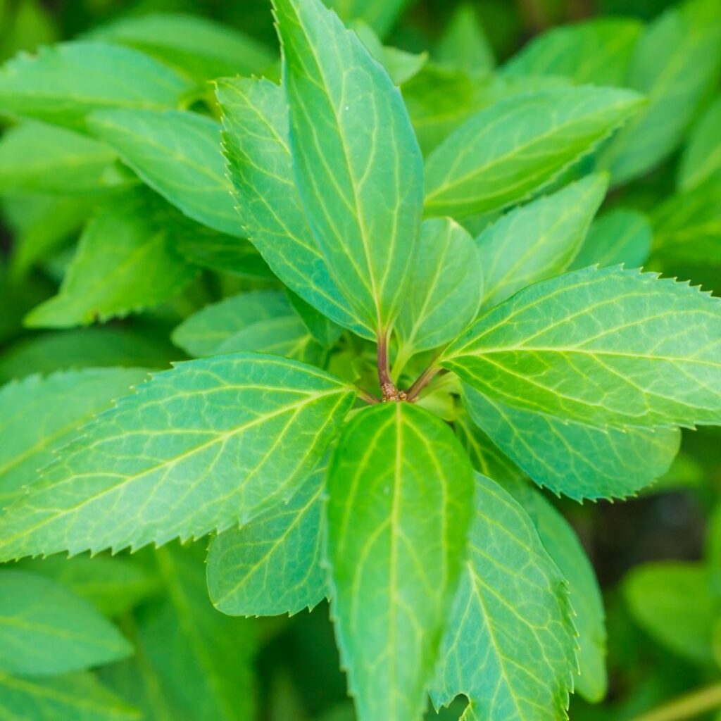 Verveine plante