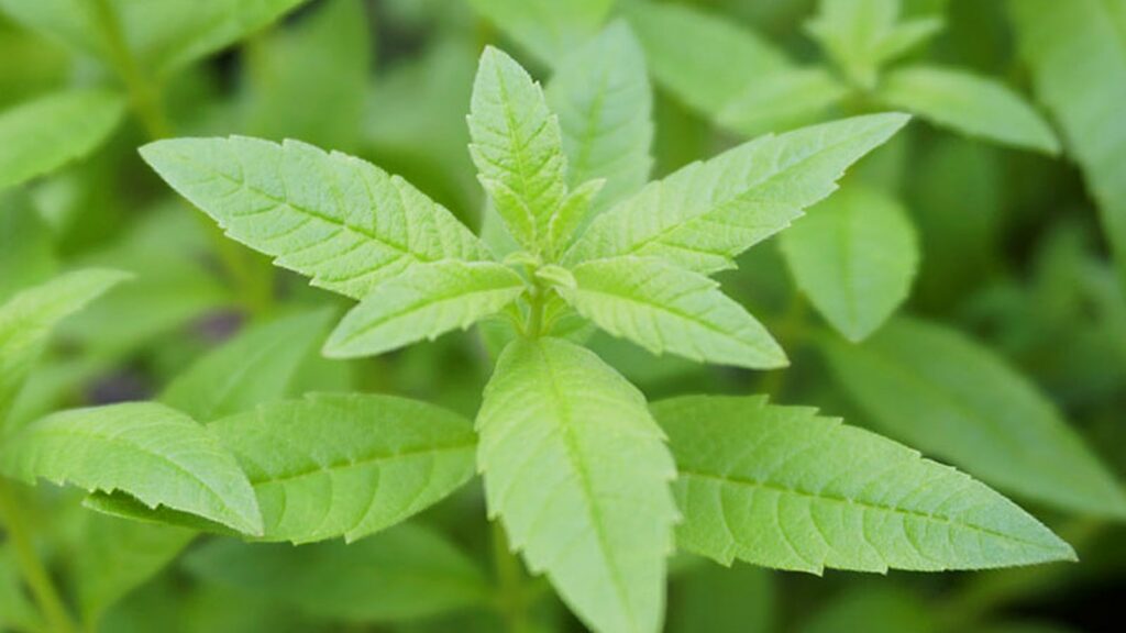 Savon à la verveine : savons solides, liquides et recharges | La Savonnerie de Nyons les bienfaits de la verveine